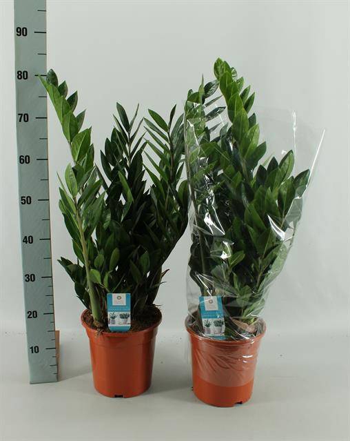 <h4>ZAMIOCULCAS ZAMIIFOL</h4>