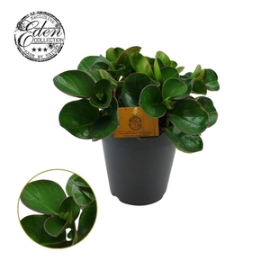 Peperomia Burning Bush 15cm