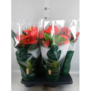 Anthurium andr. 'Florida'