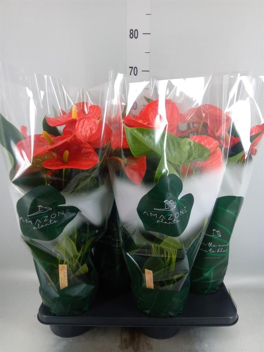 <h4>Anthurium andr. 'Florida'</h4>