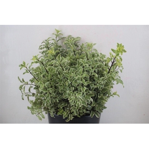 Pitto Nigra 150gr P Bunch