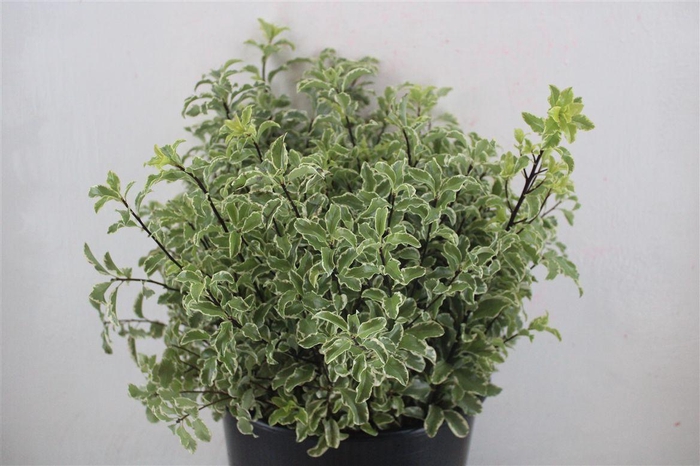 <h4>Pitto Nigra 150gr P Bunch</h4>