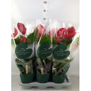 Anthurium andr. 'Melodia'