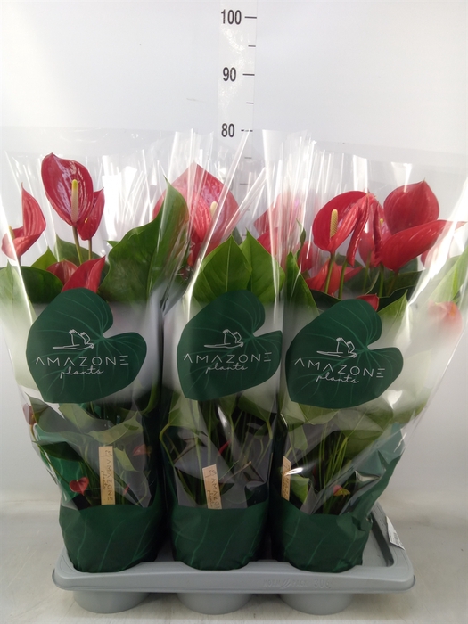 <h4>Anthurium andr. 'Melodia'</h4>