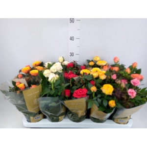 Rosa 'Kordana Grande' ...mix