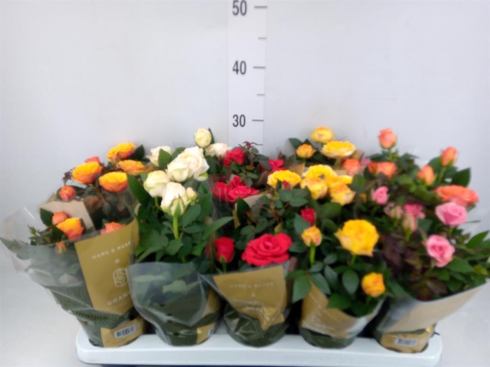 <h4>Rosa  'Kordana Grande'   ...mix</h4>