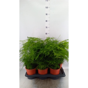 Asparagus setaceus