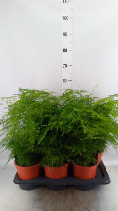 <h4>Asparagus setaceus</h4>