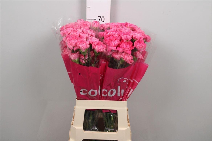 <h4>Di St Tonic Golem</h4>