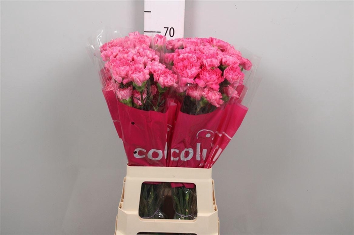 <h4>Di St Tonic Golem</h4>