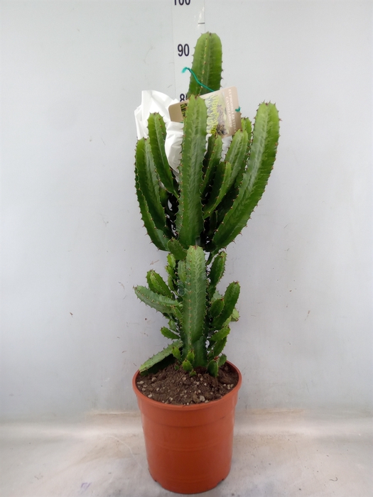 <h4>Euphorbia acrurensis</h4>