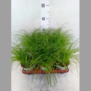 Cyperus alternifolius 'Zumula'