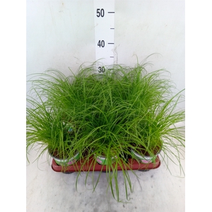 Cyperus alternifolius 'Zumula'