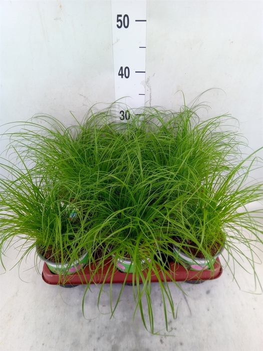 <h4>Cyperus alternifolius 'Zumula'</h4>