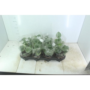 PEPEROMIA MELANCIA C13