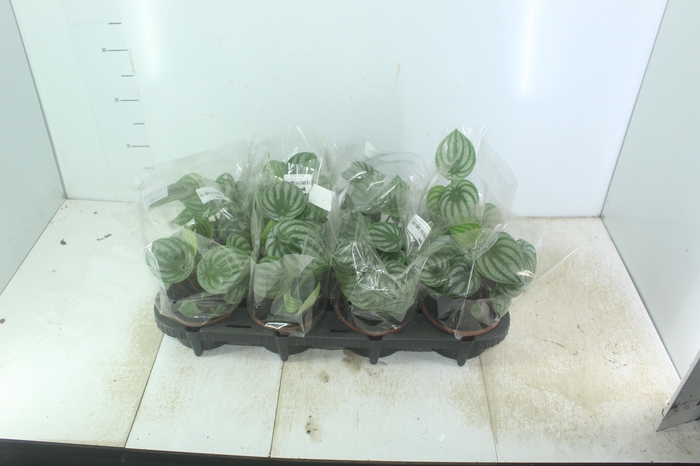 <h4>PEPEROMIA MELANCIA C13</h4>