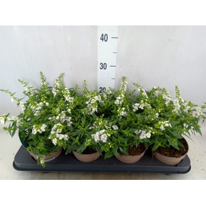 Angelonia  'Serena White'