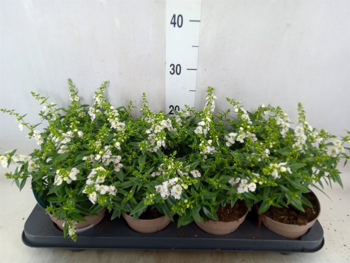 <h4>Angelonia  'Serena White'</h4>