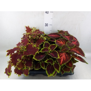Plectranthus col.   ...mix