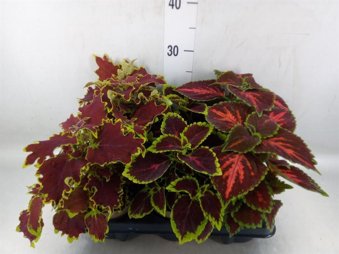 <h4>Plectranthus col.   ...mix</h4>