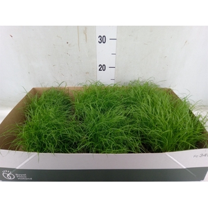 Cyperus alternifolius 'Zumula'