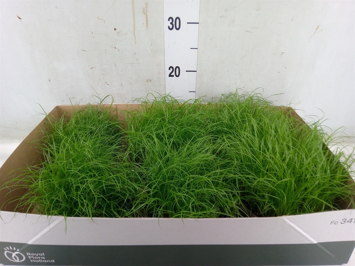 <h4>Cyperus alternifolius 'Zumula'</h4>