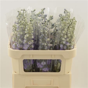 Delphinium Purple Heart