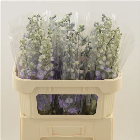<h4>Delphinium Purple Heart</h4>