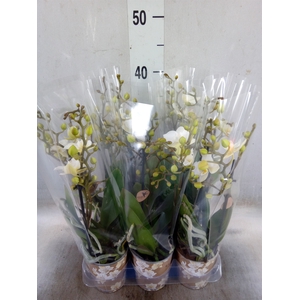 Phalaenopsis multi. 'Ant Zurich'