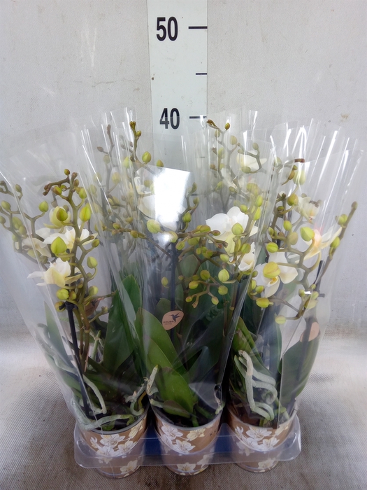 <h4>Phalaenopsis multi. 'Ant Zurich'</h4>