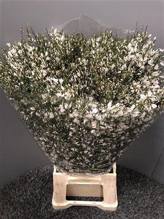 Genista 400gr White