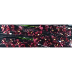 Cymbidium Risto Doos