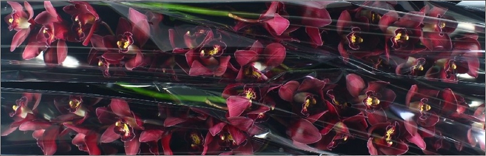 <h4>Cymbidium Risto Doos</h4>