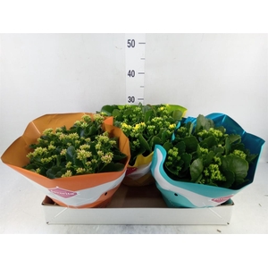 Kalanchoe blos.   ..mix 5