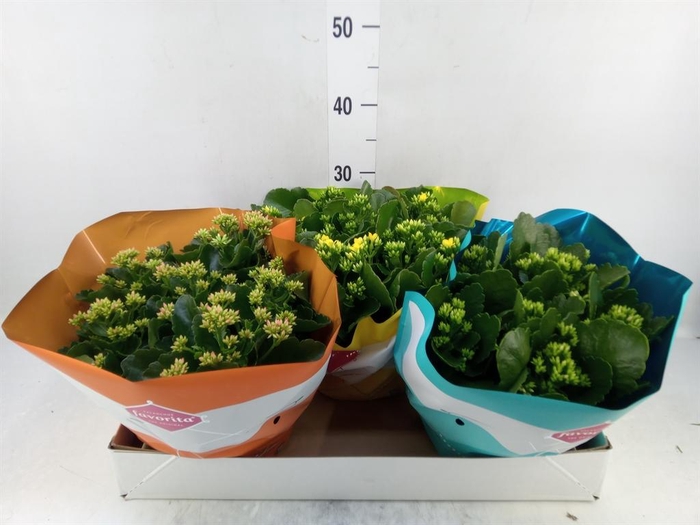 <h4>Kalanchoe blos.   ..mix 5</h4>