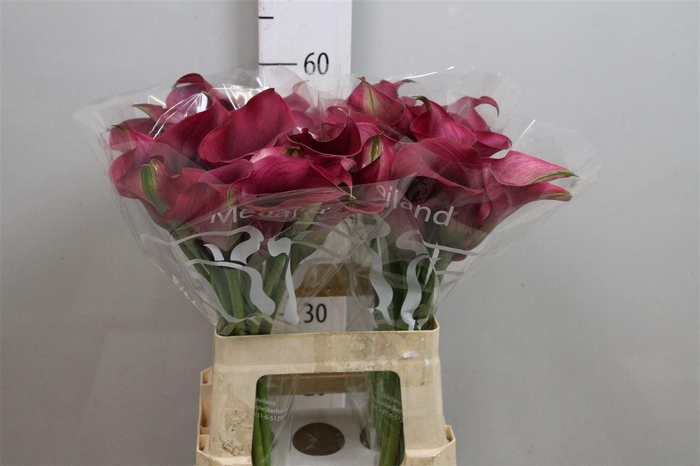 <h4>Zant Capt Promise</h4>