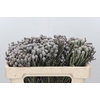 Kaaps Groen Silver Brunia