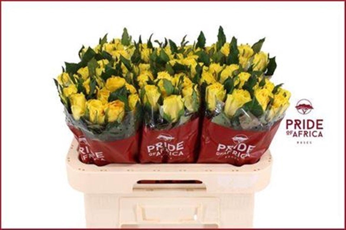 <h4>R Gr La Dorada</h4>