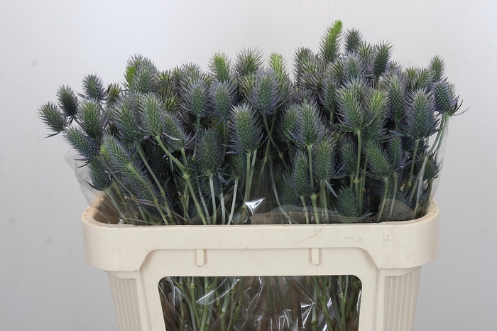Eryngium Electric Dynamite