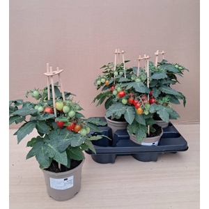 TOMATENPLANTEN
