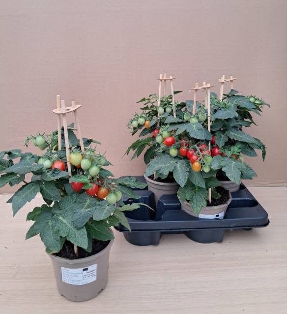 <h4>TOMATENPLANTEN</h4>