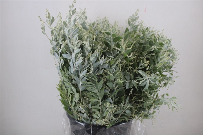 <h4>Mimosa Dennisbode P Bunch</h4>