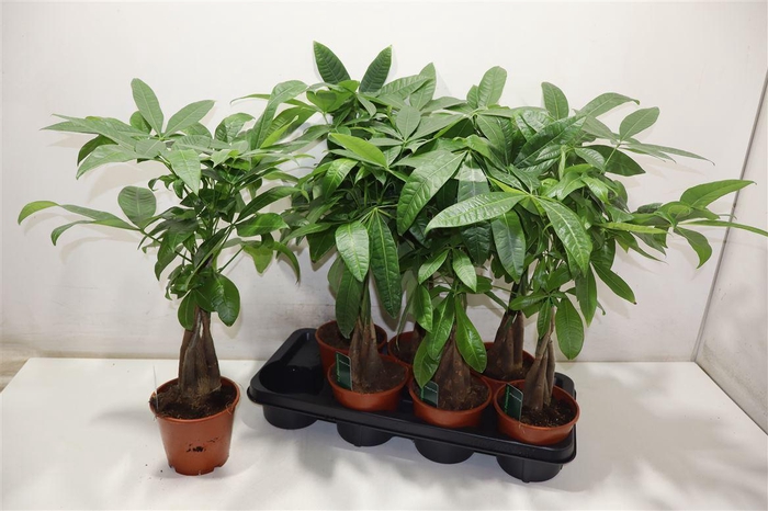 <h4>Pachira Aquatica</h4>