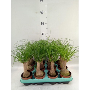 Beaucarnea recurvata