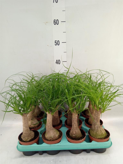 <h4>Beaucarnea recurvata</h4>