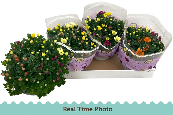 <h4>CHRYS GEM IN POT</h4>