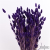 Dried Phalaris X5 Purple Bunch