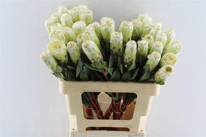 <h4>PROTEA MUNDII</h4>