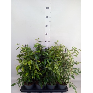 Ficus benja.   ...mix