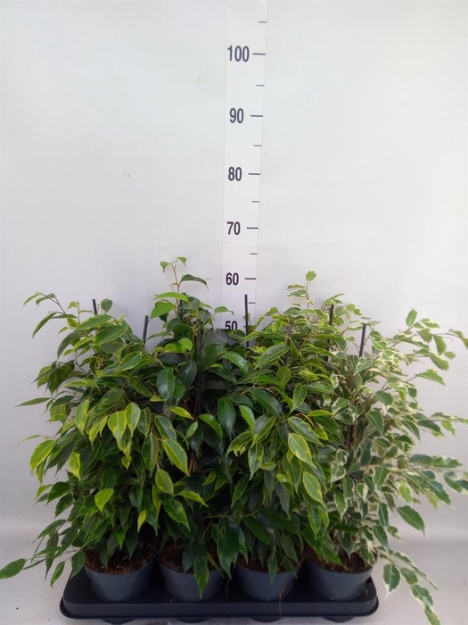 <h4>Ficus benja.   ...mix</h4>